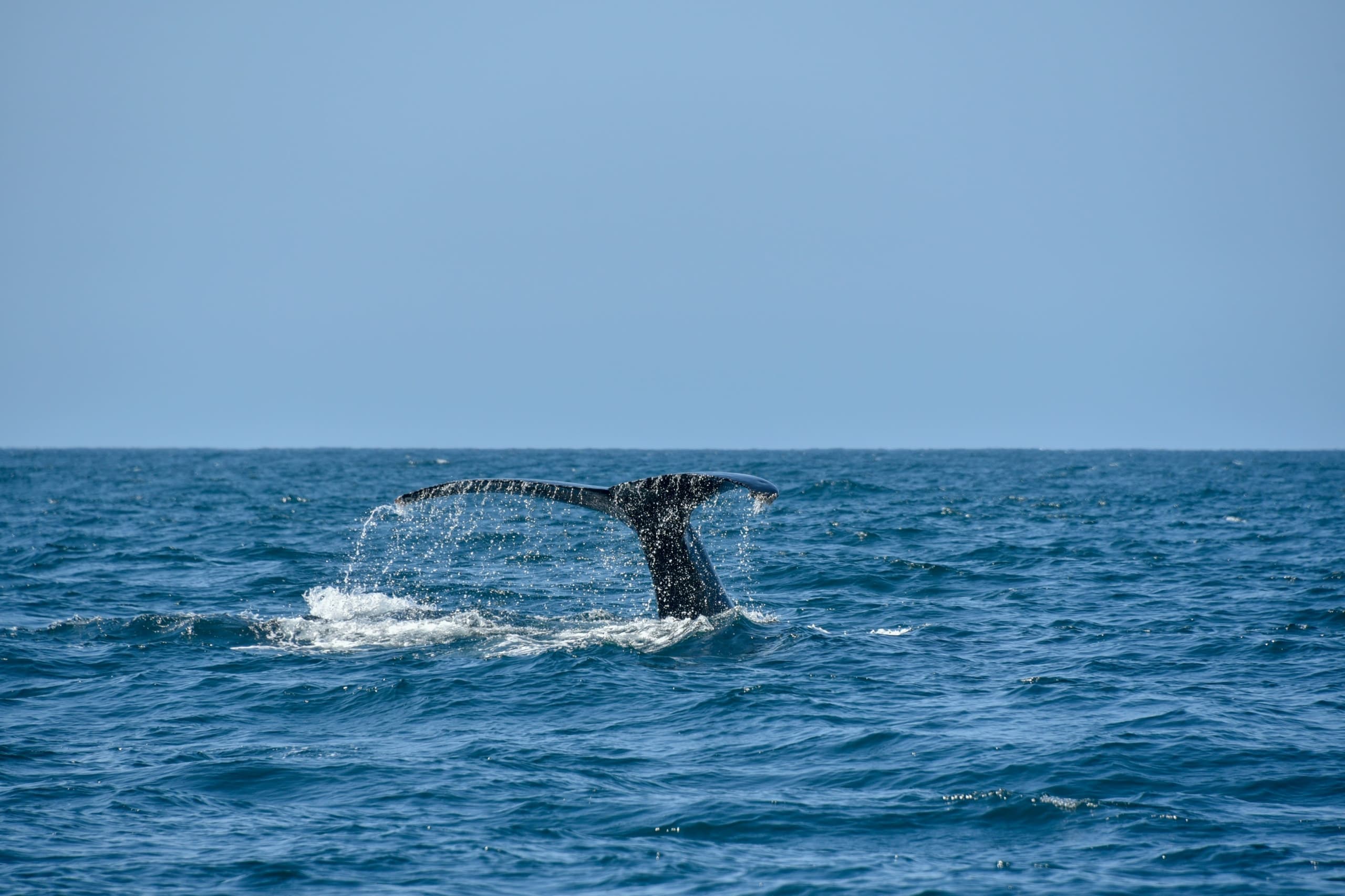 A whales tail out of the water while whale watching near Hart's Camp